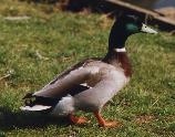 Le Canard colvert, canard très commun en France. Vu à la pêche.